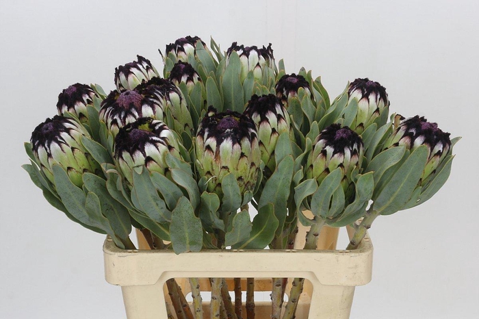 <h4>Protea Niobe</h4>