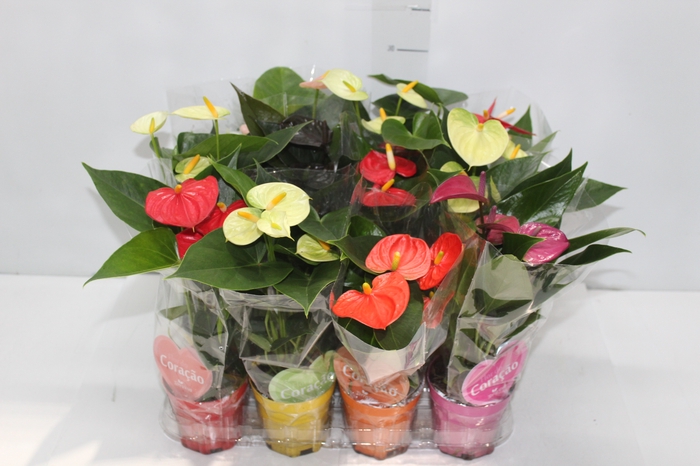 <h4>ANTHURIUM VARIADO P09</h4>