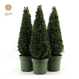 Buxus semp. Pyramid 55cm P21