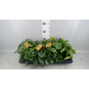 Peperomia argyreia