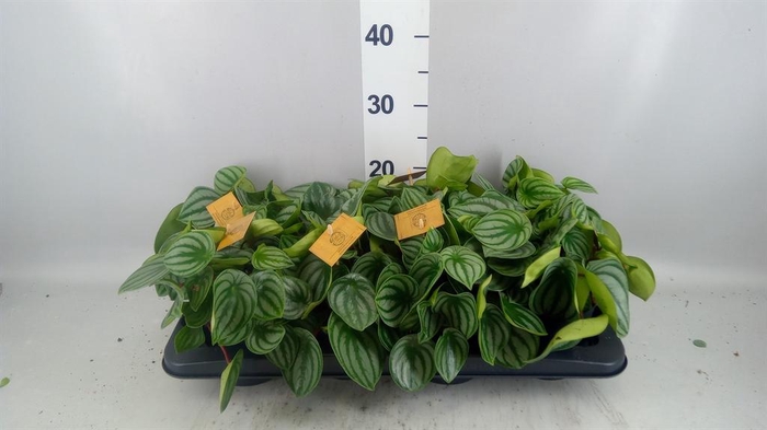<h4>Peperomia argyreia</h4>