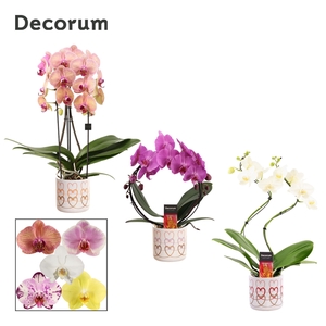 Phalaenopsis vormen mix 2 tak in Estelle (Craft world-collection