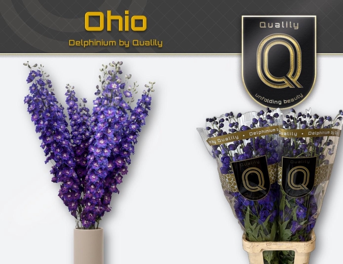 <h4>Delph Du Delp Ohio</h4>
