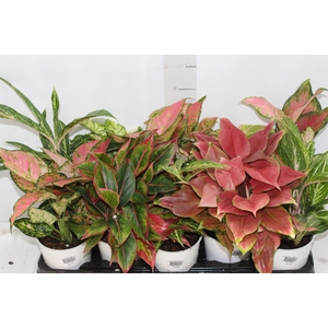 AGLAONEMA VARIADA P12 PREMIUM