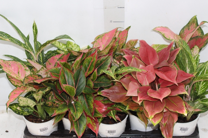 <h4>AGLAONEMA VARIADA P12 PREMIUM</h4>