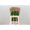 Nerine Bicolor Lipstick