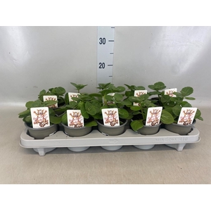 Plectranthus caninus 'Verpiss Dich'