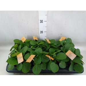 Peperomia albov. 'Rana Verde'
