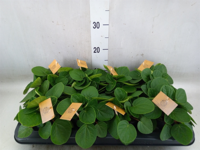 <h4>Peperomia albov. 'Rana Verde'</h4>