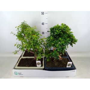 Bonsai   ...mix