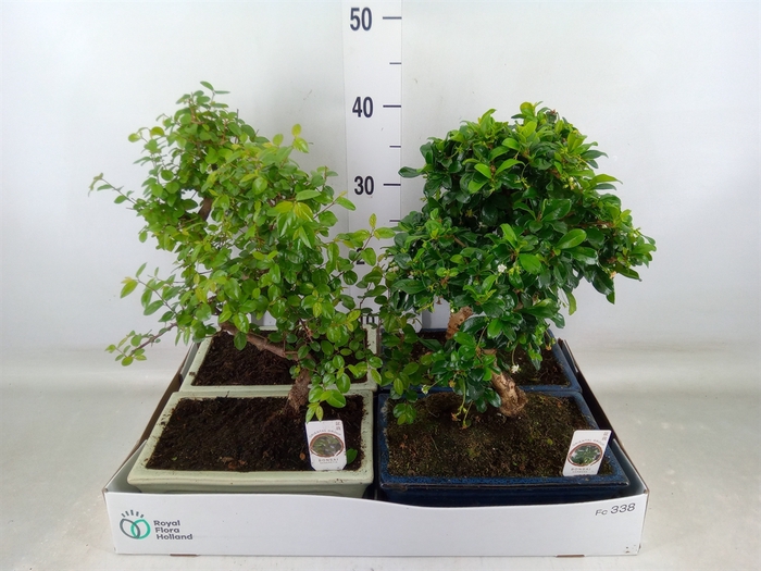 <h4>Bonsai   ...mix</h4>