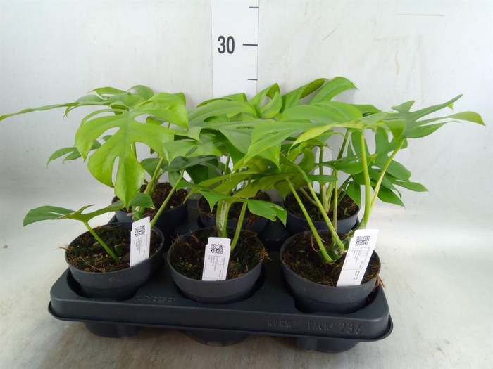 <h4>Monstera delic. 'Little Sister'</h4>
