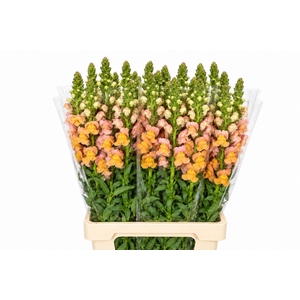 ANTIR COSTA ORANGE ANTIRRHINUM POTO
