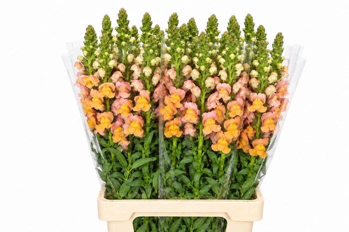 <h4>ANTIR COSTA ORANGE ANTIRRHINUM POTO</h4>