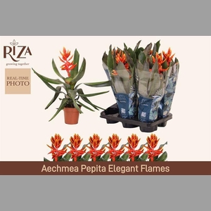 AECH PE ELEGANT FLAM