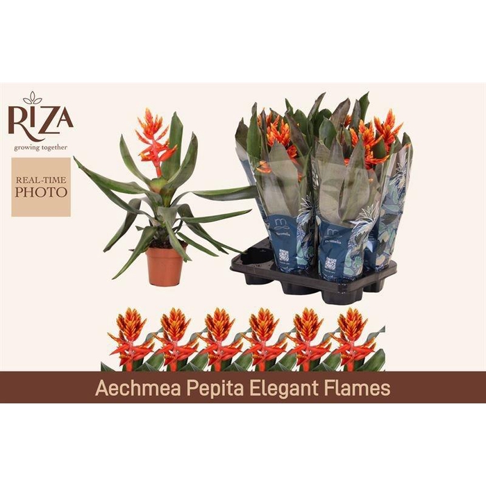 <h4>AECH PE ELEGANT FLAM</h4>