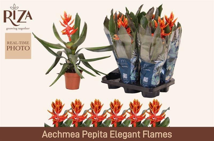 AECH PE ELEGANT FLAM