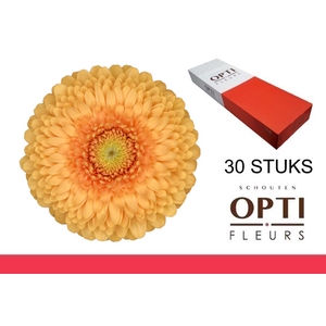 Germini Pomponi Bunny Doos