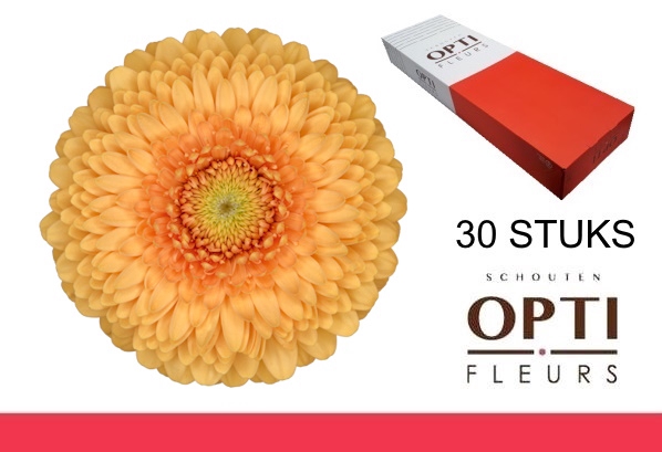 <h4>Germini Pomponi Bunny Doos</h4>