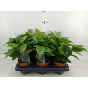 Coffea arabica