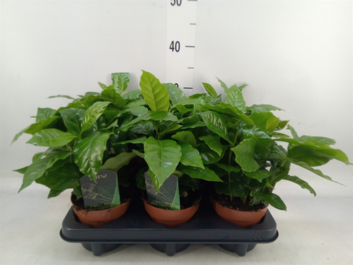 <h4>Coffea arabica</h4>