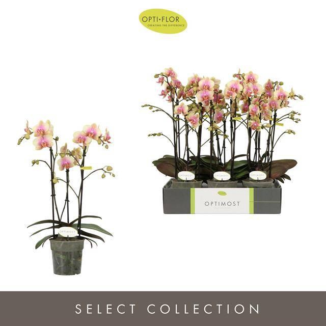 <h4>PHAL OPTIMOST BELLE HELENE 3 SPIKE</h4>