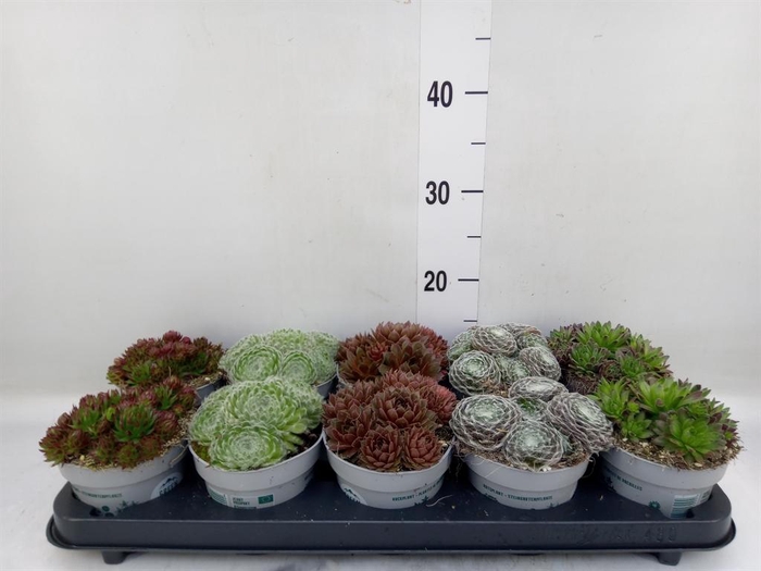 <h4>Sempervivum   ...</h4>