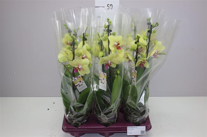 <h4>Phal Limited 53 2 Tak</h4>