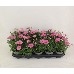 Argyranthemum Simba Pink 12
