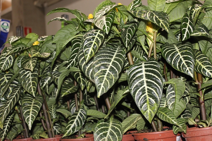 <h4>APHELANDRA COM FLOR P15 COM FLOR</h4>