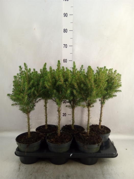 <h4>Picea glauca 'Conica'</h4>