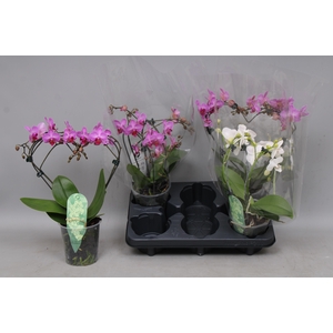 PHAL MF GEM