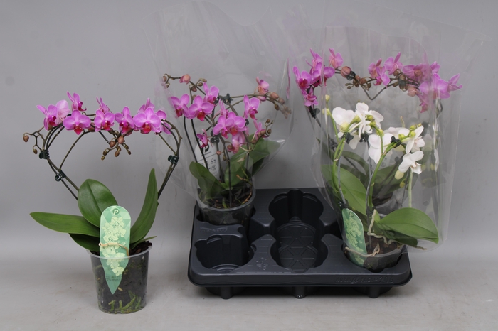 <h4>PHAL MF GEM</h4>