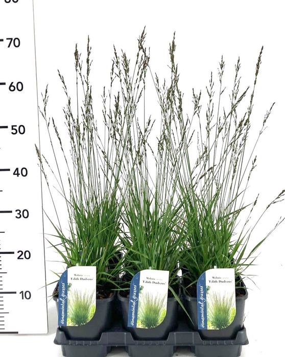<h4>Molinia caerulea</h4>