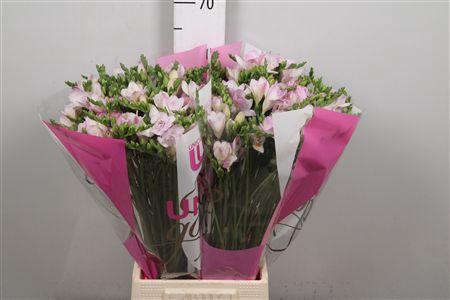 <h4>Fr Du Rosario (op Kleur!)</h4>