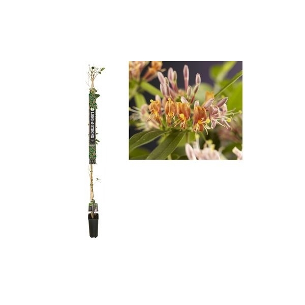 <h4>Lonicera henryi +Long & strong label</h4>