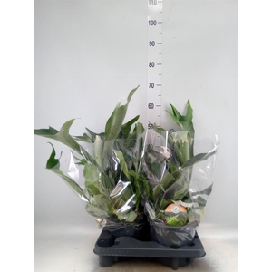Platycerium bifurc.