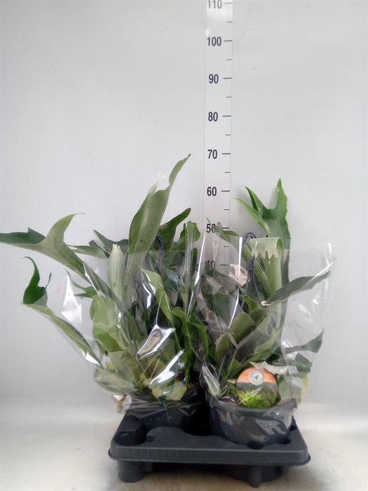 <h4>Platycerium bifurc.</h4>