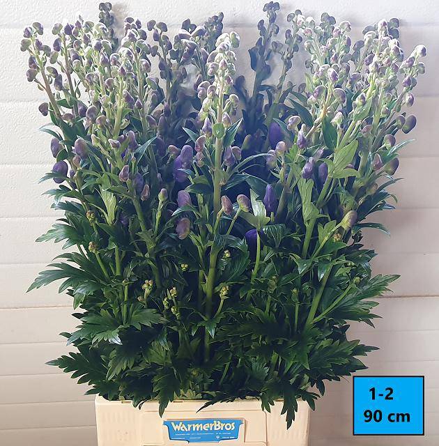 <h4>Aconitum Arendsii WarmerBros</h4>