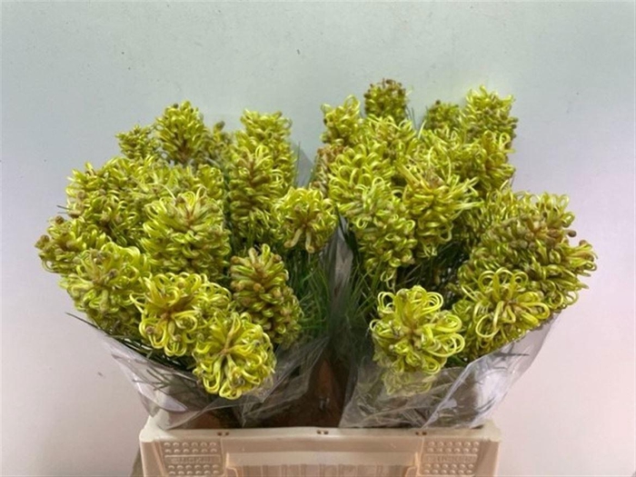 <h4>GREVI SPIDERMAN</h4>