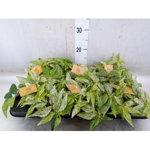Pellionia repens