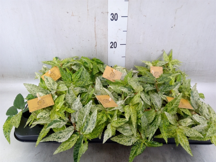 <h4>Pellionia repens</h4>
