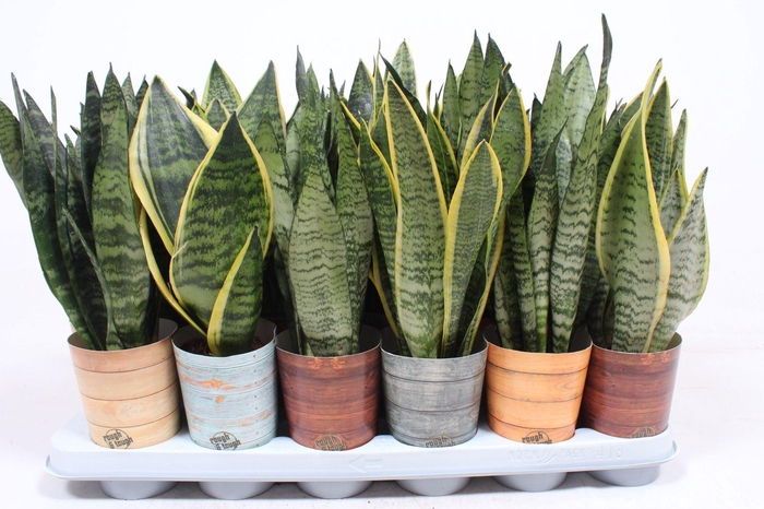 <h4>Sansevieria mix in Rough & Tough cup</h4>