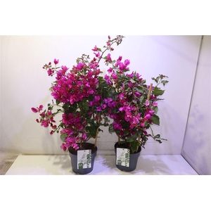 arr8 Bougainv Sanderiana