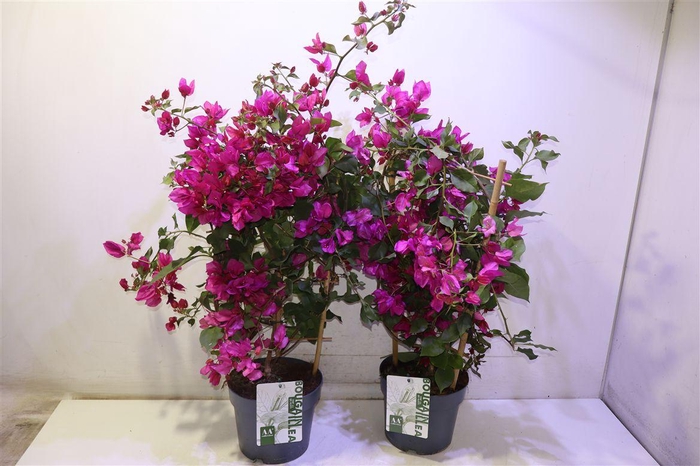 <h4>arr8 Bougainv Sanderiana</h4>