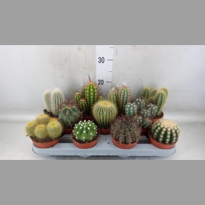 Cactus   ...mix