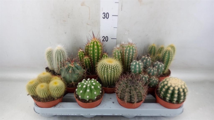<h4>Cactus   ...mix</h4>