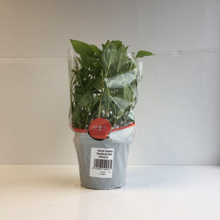 <h4>Verbena Honing P12</h4>
