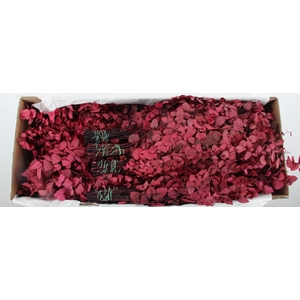PF EUC STUART FUCHSIA BS 150GR