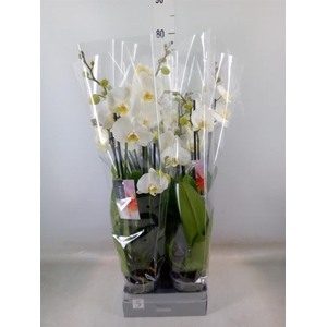 Phalaenopsis  'Ant Nottingham'